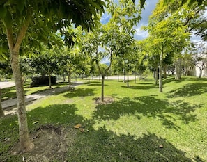 A park with evenly spaced trees and a well-maintained lawn.