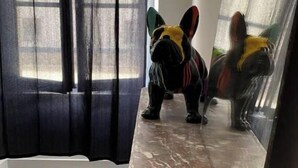 A room with a large window covered by sheer curtains, a marble floor, and a mirror reflecting a dog statue.