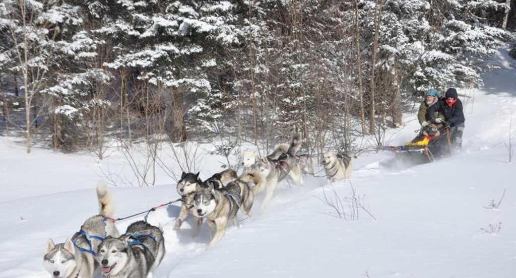 A group of huskies pulling a sled through a snowy forest.
