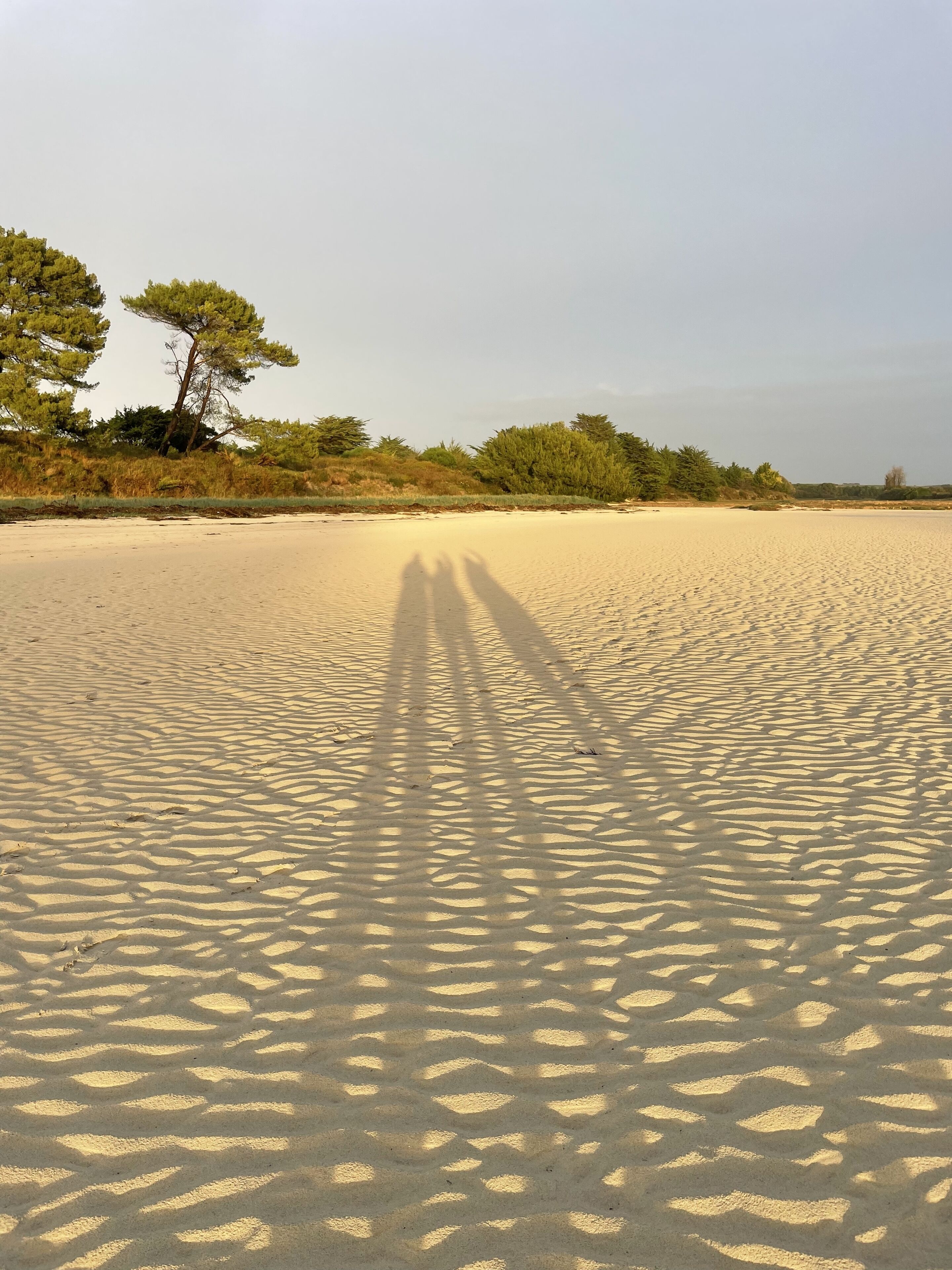 A sandy beach with tree shadows and sparse vegetation.