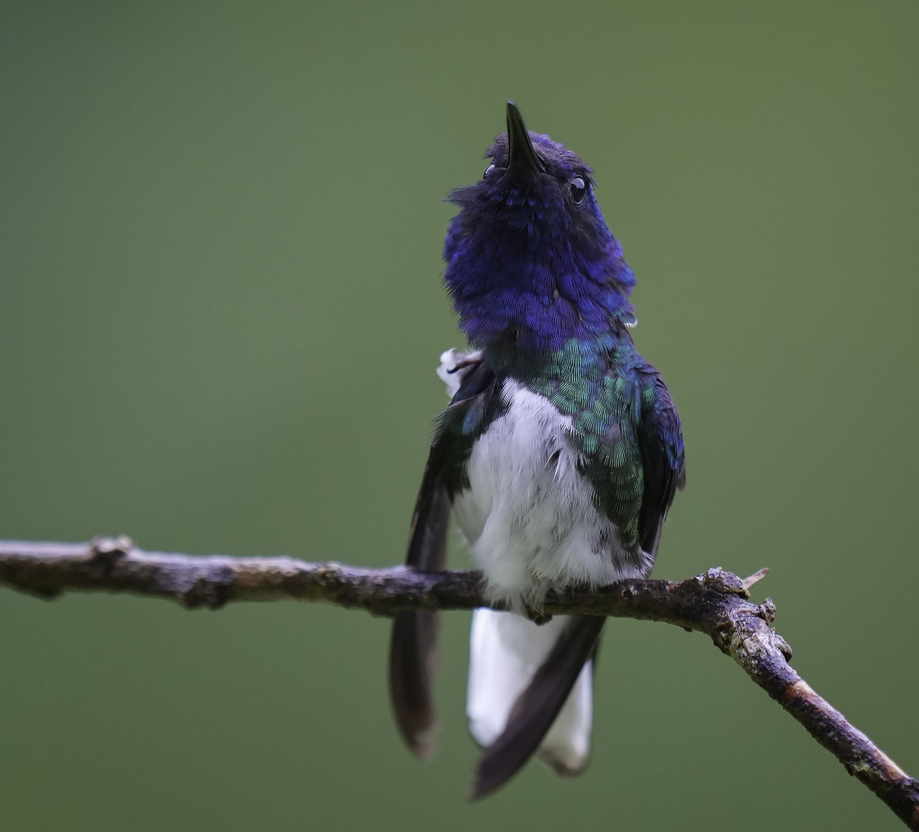 A bird perched on a branch.