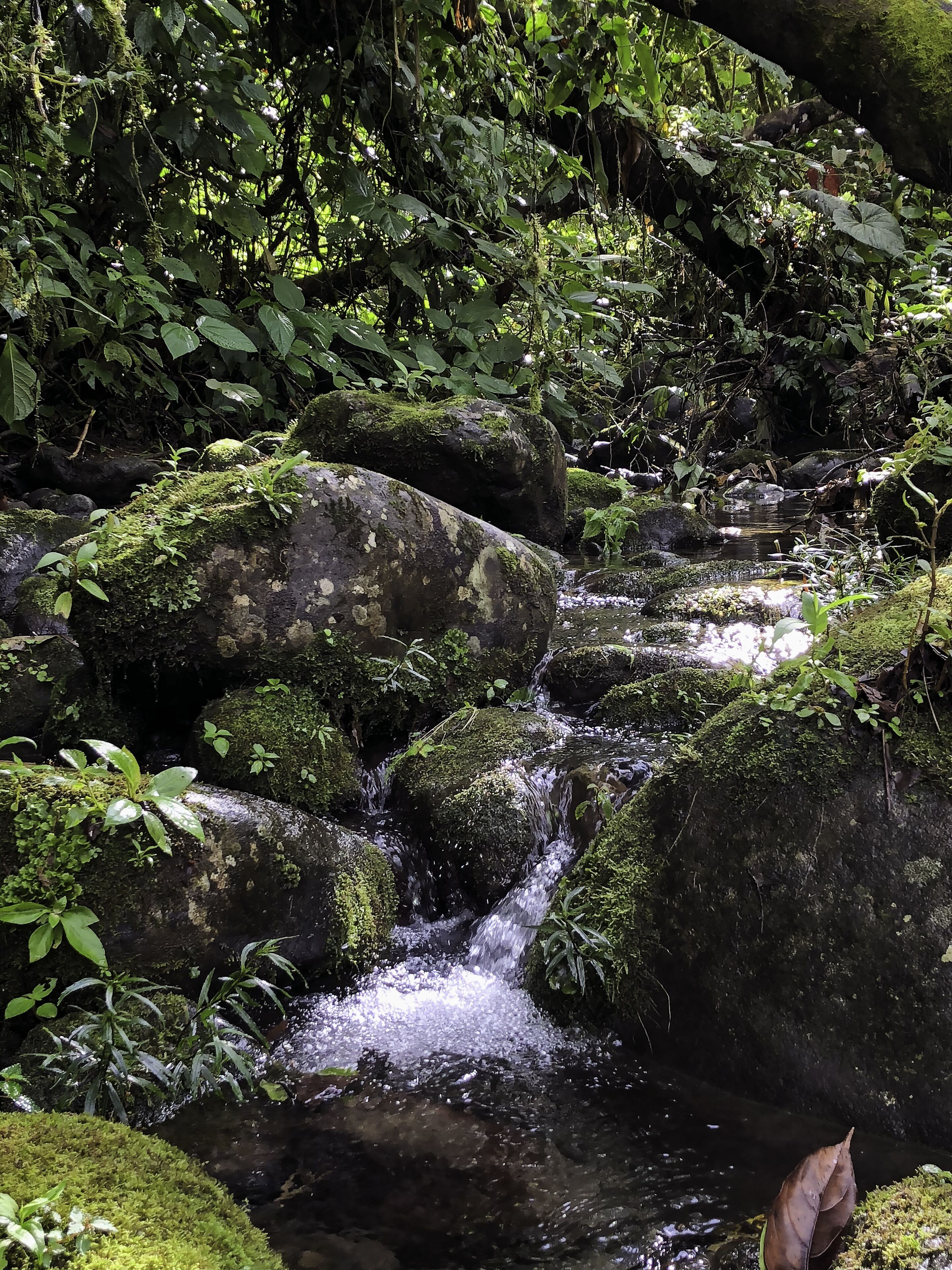 Um riacho serpenteando sobre rochas cobertas de musgo em uma área arborizada.
