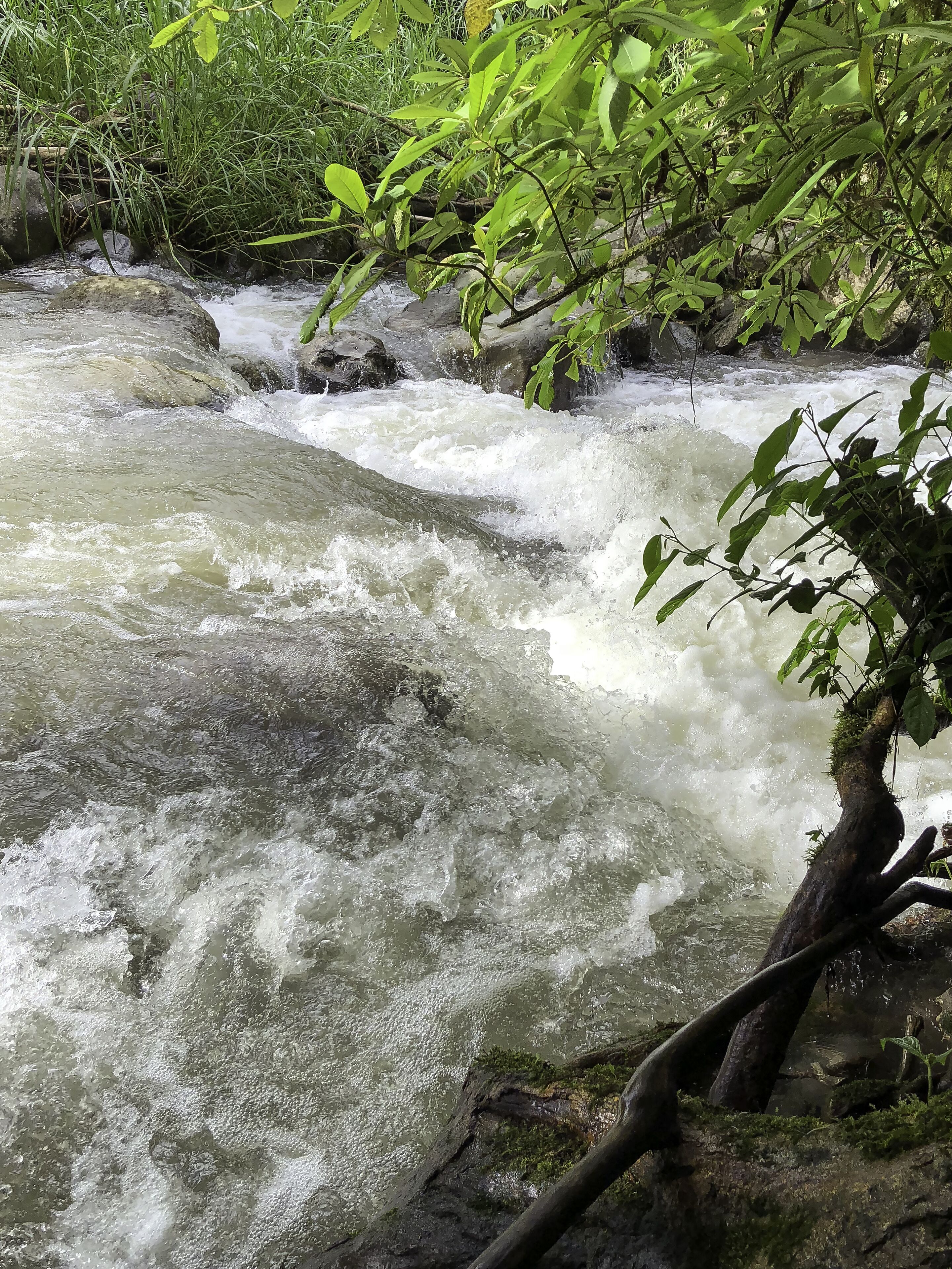 A river flowing over rocks with dense green foliage in the background.