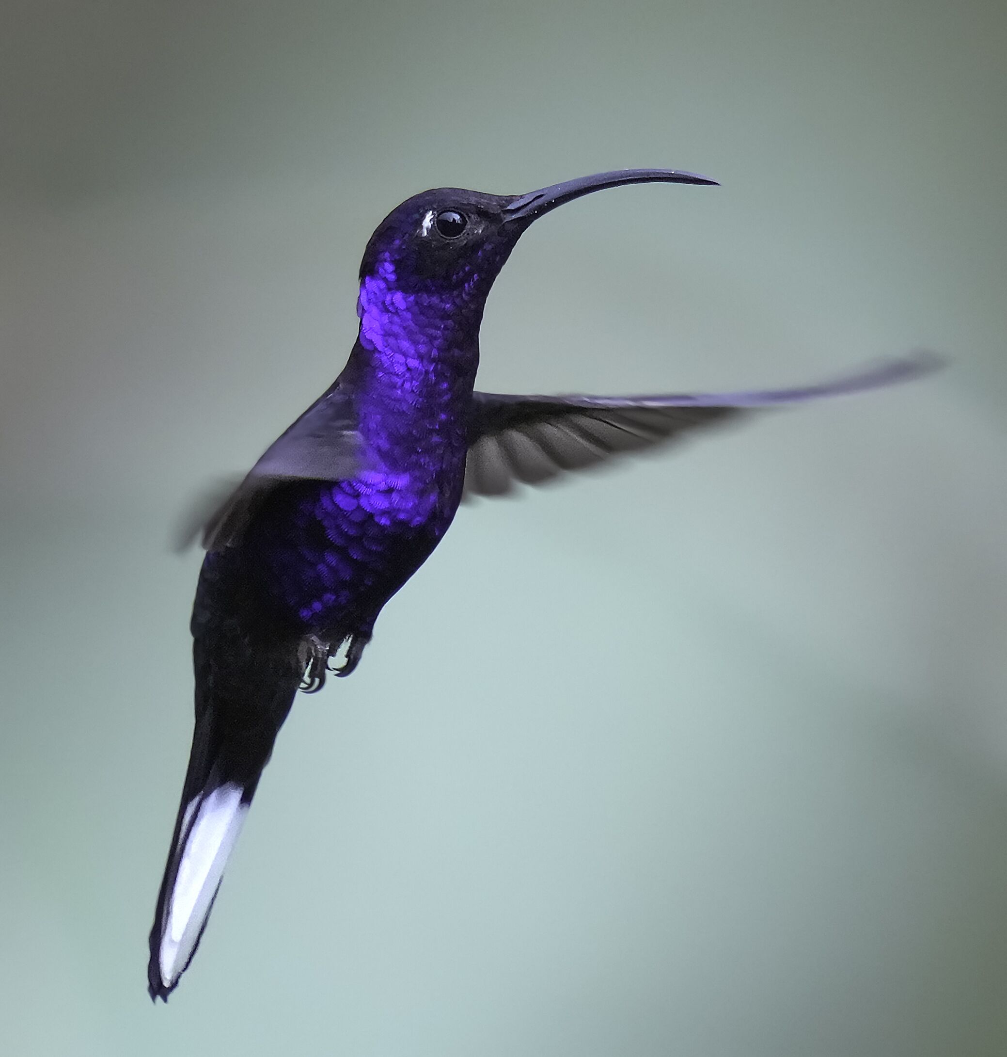 Un ave en vuelo con un pico largo y plumas iridiscentes.