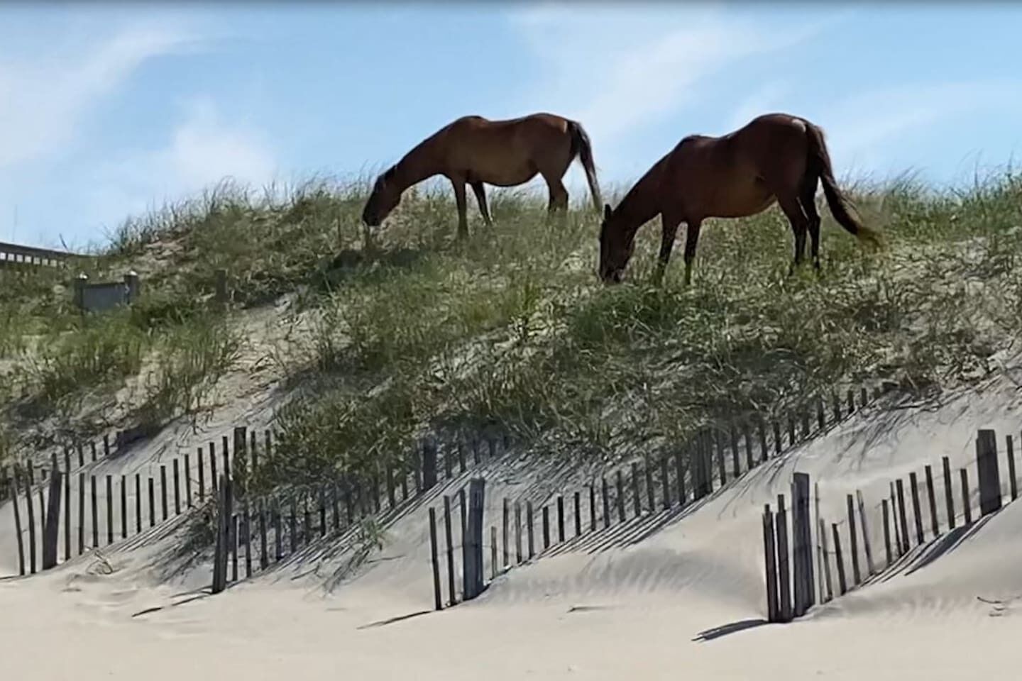 Two horses grazing on a grassy hill with a sandy foreground and wooden fence.