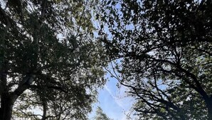 Un sendero pavimentado que conduce a un edificio rodeado de árboles.