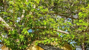Une maison jaune avec un porche, entourée de verdure et d’une clôture blanche.