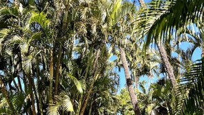 A tropical landscape with palm trees and a clear blue sky. - Tropical Oasis By The Sea (Lahaina)