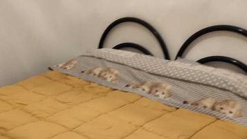 2 camere, ferro/asse da stiro, lenzuola