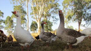 Um grupo de gansos e galinhas em uma área gramada ao ar livre, com árvores ao fundo.