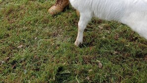 Uma pessoa alimentando uma cabra branca em uma área gramada ao ar livre.