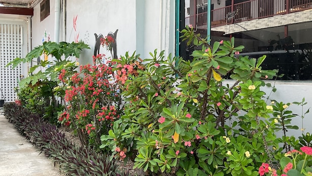 A building with a white exterior, a balcony with a red railing, and a variety of plants including red flowers and green foliage. - Fox Homestay (Suva)