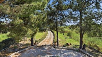 Un vialetto lastricato che si snoda attraverso un'area verde con alberi e arbusti.