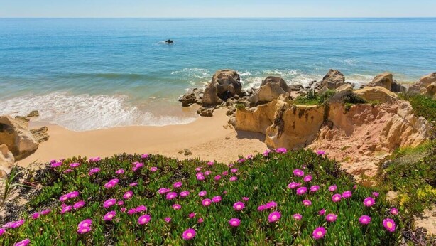 Une plage avec une eau d’un bleu limpide, des formations rocheuses et, au premier plan, des fleurs roses.