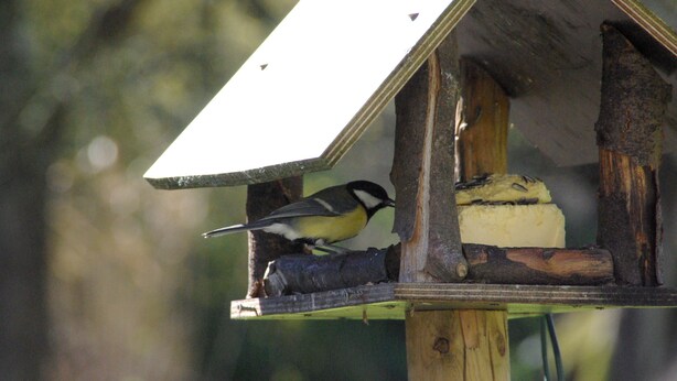 A birdhouse with a bird perched on it. - Le Moulin de Resteigne (Tellin)