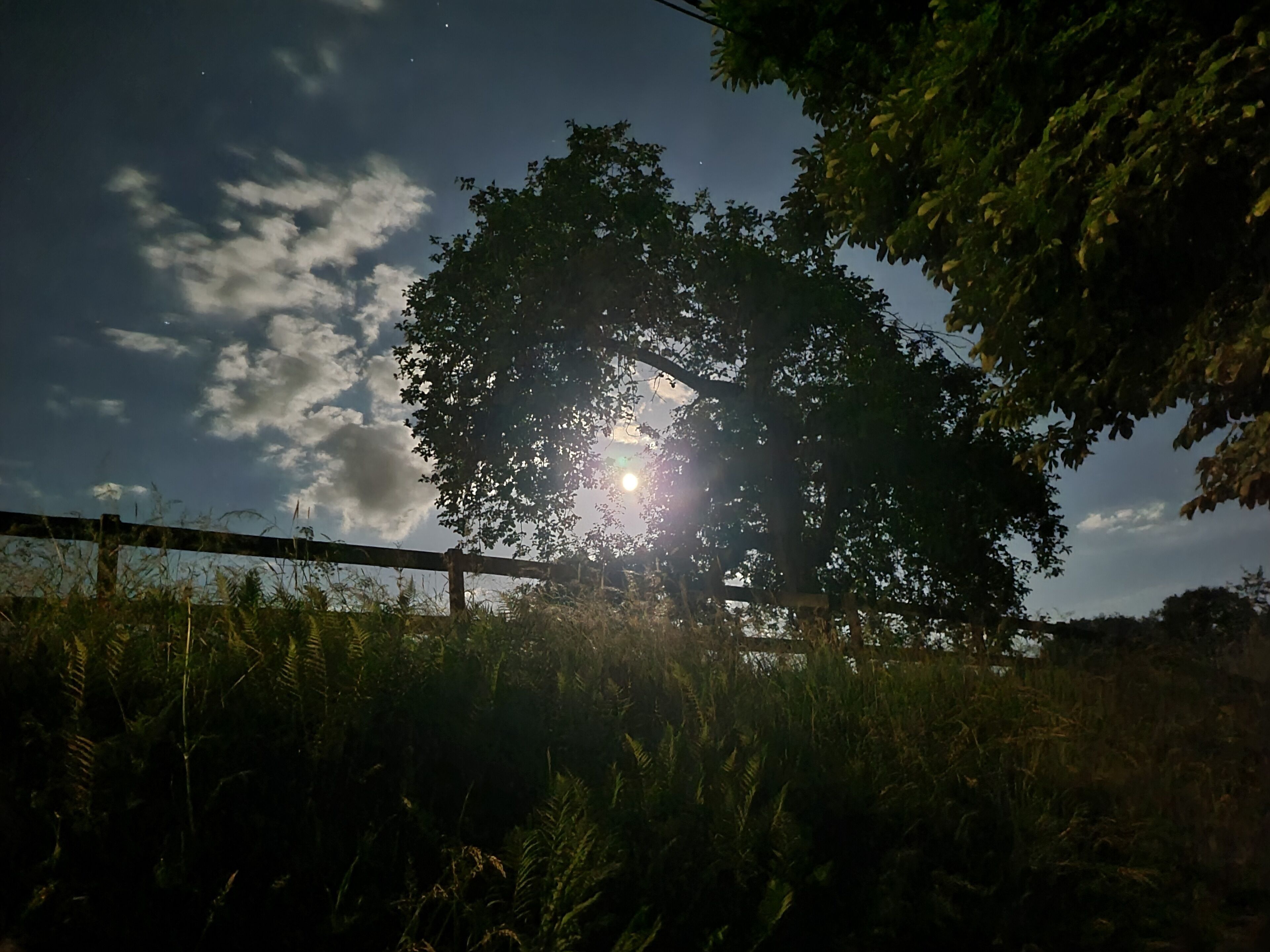 Cena noturna com silhueta de árvore e uma lua ou sol brilhante atrás.