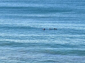 Beach nearby - Soulshine Beachside Penthouse, views over Denhams Beach (Denhams Beach)