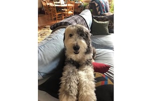 Un chien est assis sur un canapé, sur un coussin à motifs et à côté d’un oreiller.