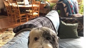 A dog sitting on a couch with a patterned cushion and a pillow. - Feel like a Local in Aspen (Aspen)