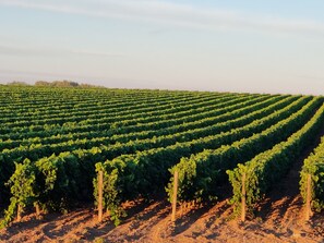 Unclassified image, 4 of 13, button - Mas Traditionnel, au Coeur D'un Domaine Viticole (Villeneuve-lès-Maguelone)