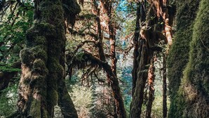 Hiking - Olympic Glamping (Port Angeles)