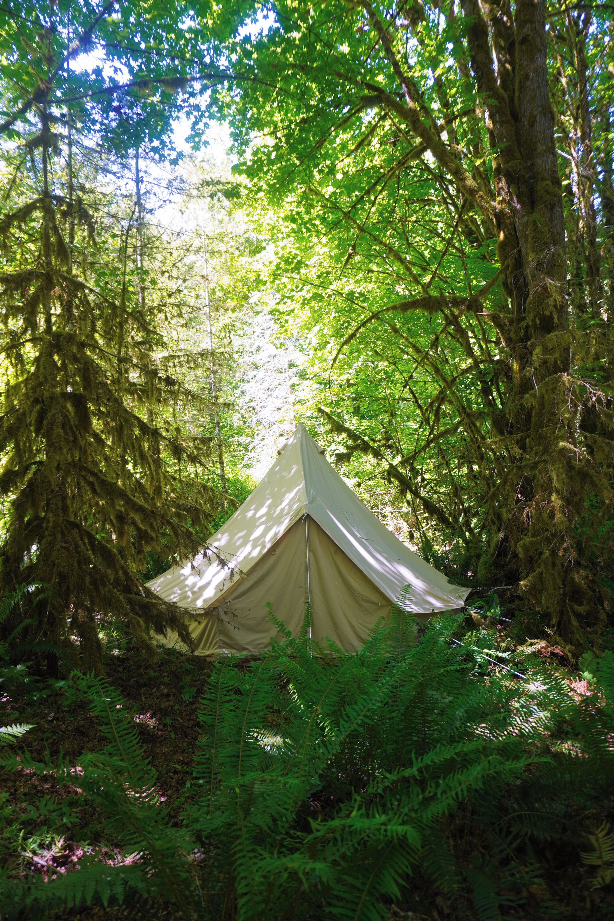 Ein Zelt in einem Wald mit dichtem Blätterwerk und Bäumen.