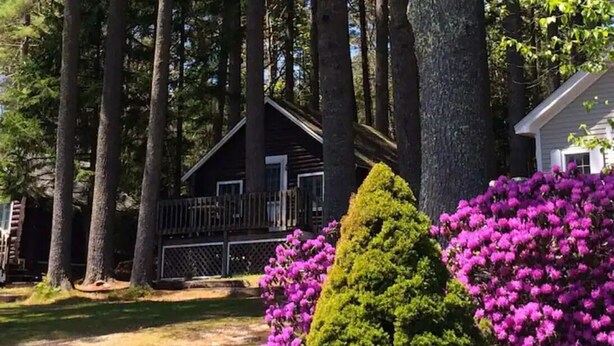 A cabin surrounded by tall trees and vibrant purple flowers.