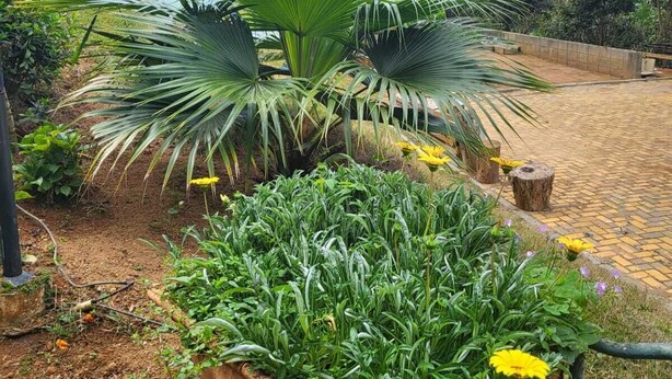 Un espace jardin agrémenté de plantes en pot, avec un bâtiment en arrière-plan.