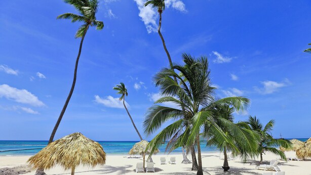 A beach with white lounge chairs, palm trees, and thatched umbrellas. - Playa Turquesa I-202 Premier Beachfront Ocean View 85 mbps wifi (Punta Cana)