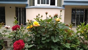 A garden with blooming roses and a potted plant in front of a building with a curved facade and barred windows. - Awuka Guesthouse (Hangzhou)