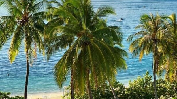 A beach with palm trees and a clear blue sky. - Lea Spa Hotel (Maafushi)