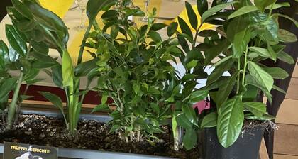 Hotel Restaurant Villa Romana