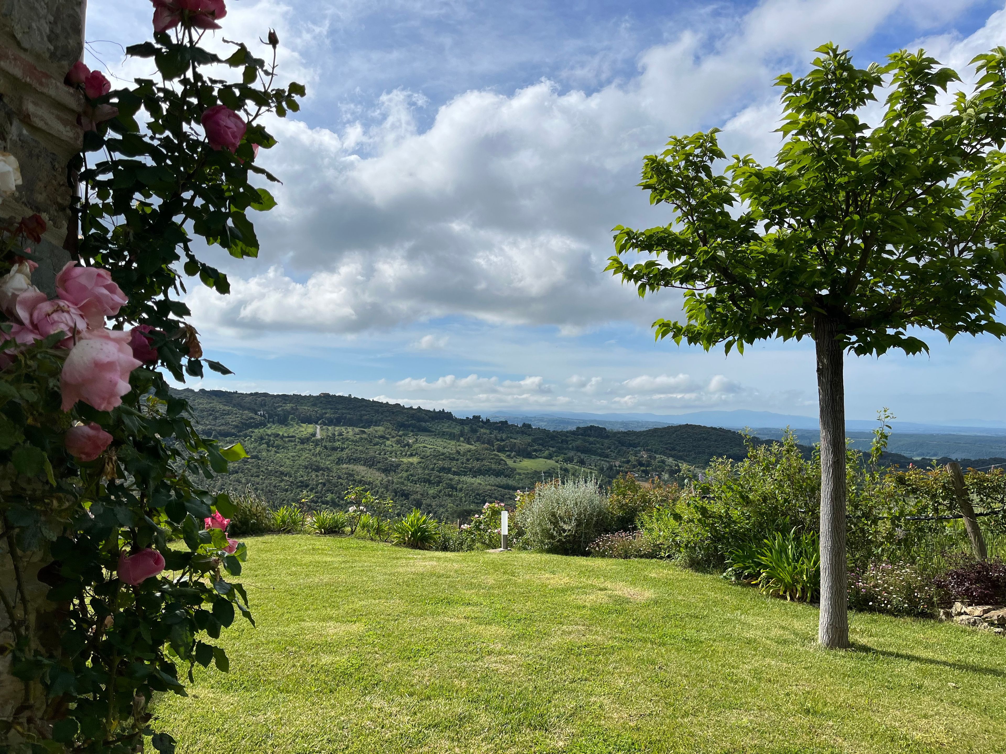 A grassy landscape with a tree and a view of distant hills.