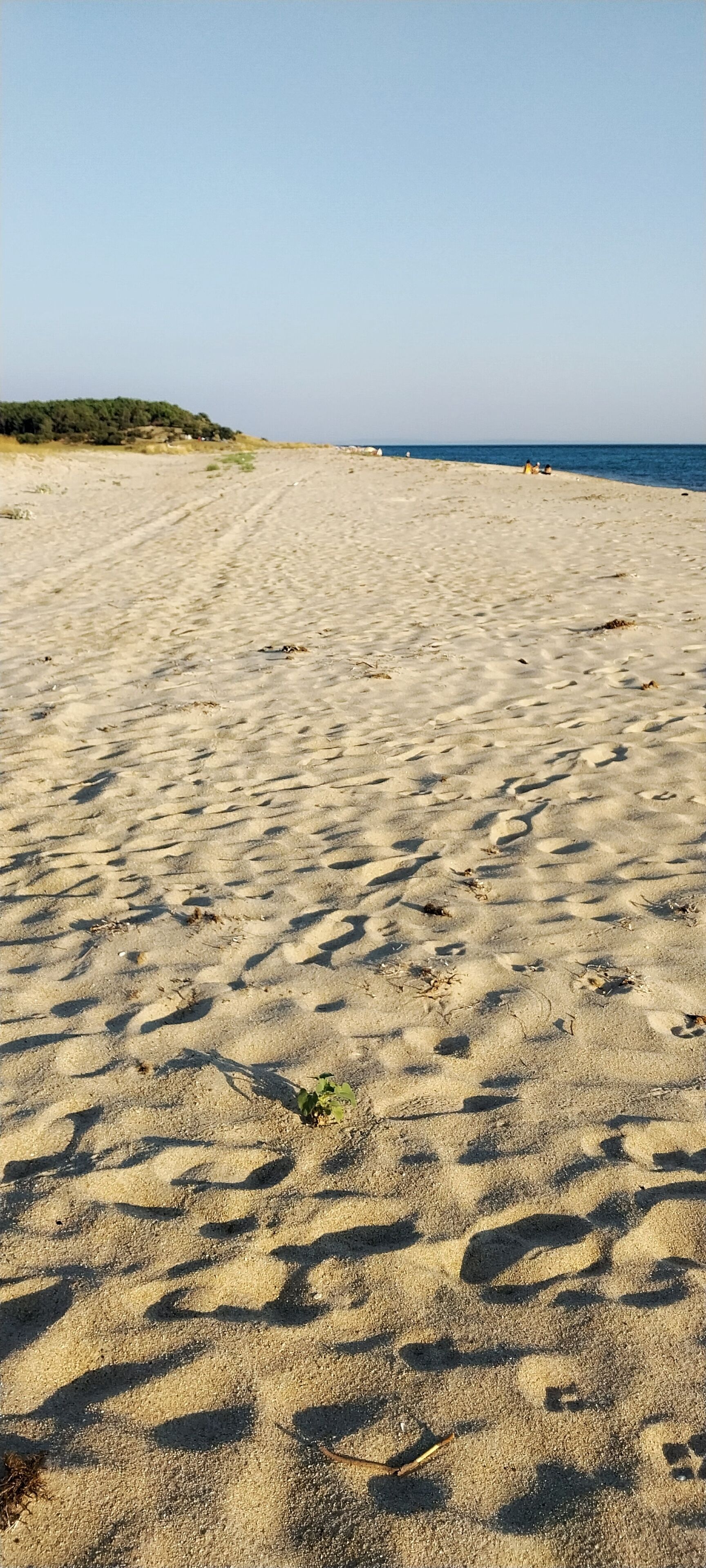 A sandy beach with footprints and sparse vegetation.