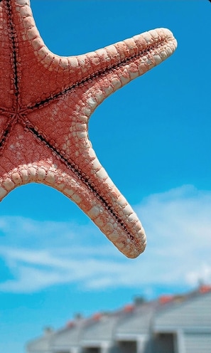 A close-up of a starfish with a clear blue sky in the background. - Cirpan Apart Otel (Enez)