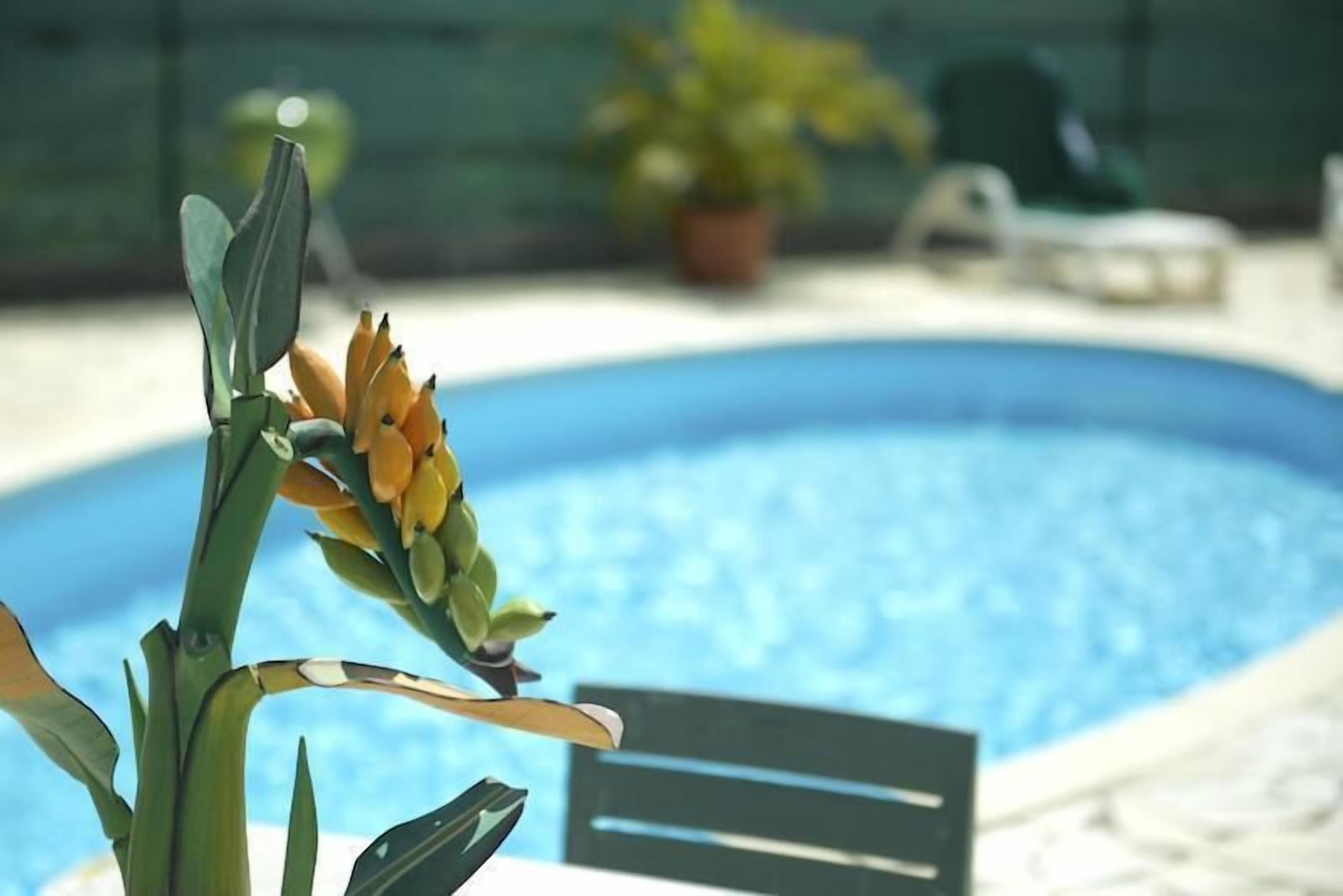 A swimming pool with a plant in the foreground.