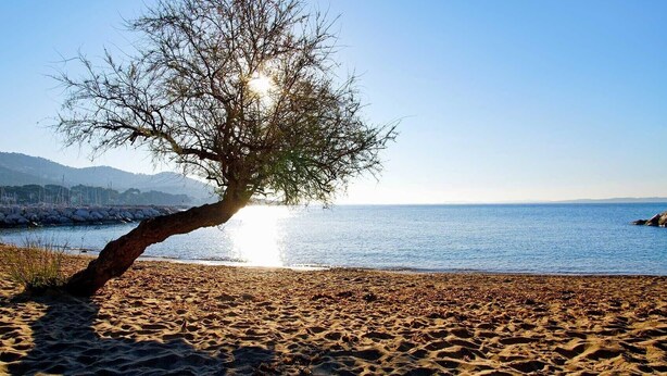 A beach with a lone tree, clear sky, and calm sea. - Air-conditioned studio with parking and close to the sea. (Carqueiranne)