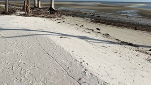 A sandy beach with several trees and a clear sky. -  Cabin By the Bay A unique authentic log cabin by the beach with fenced yard (Panacea)
