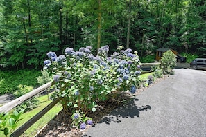 A garden with hydrangea bushes along a paved path.