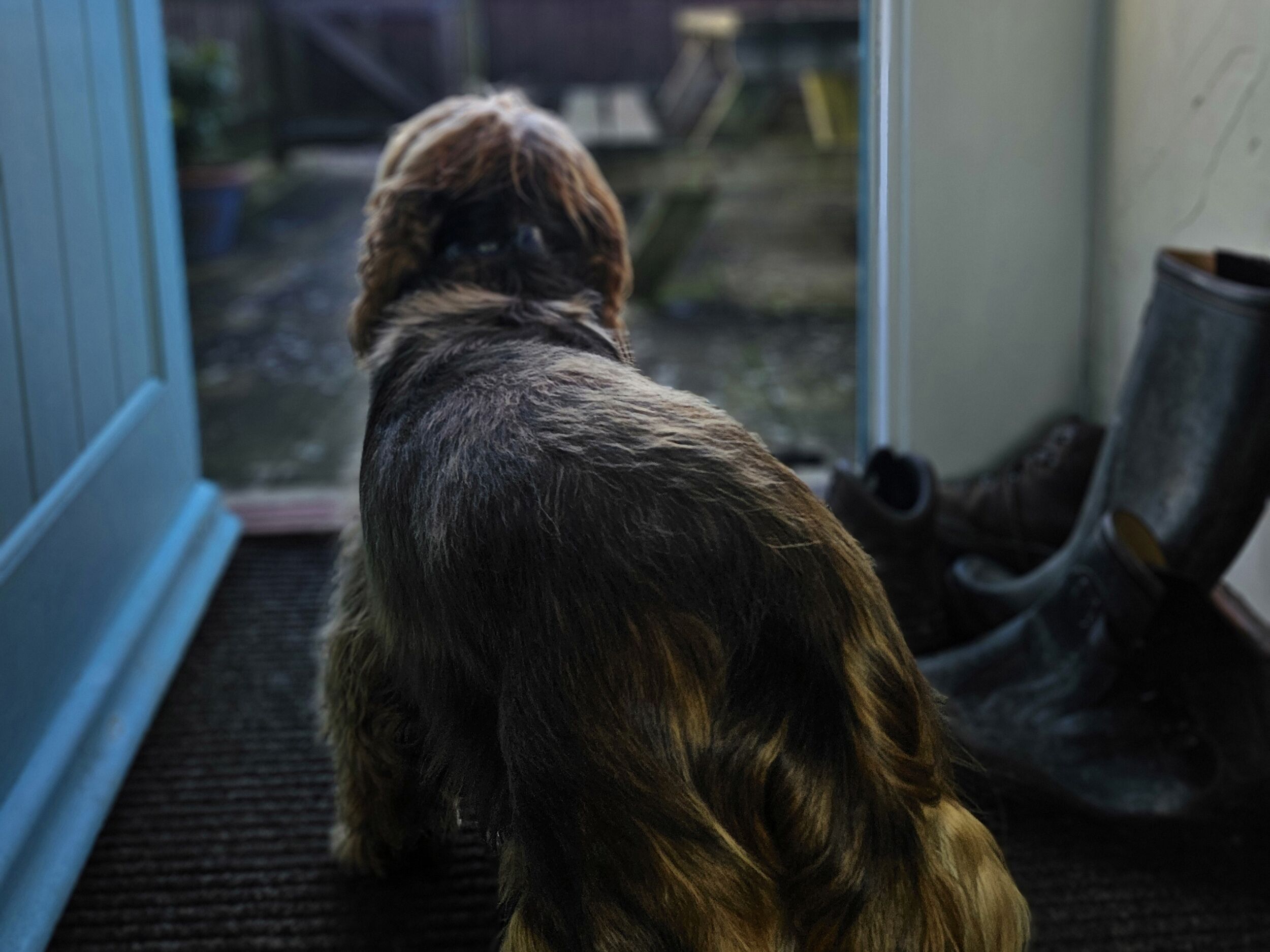 Un perro de pie en un umbral, mirando hacia el exterior.