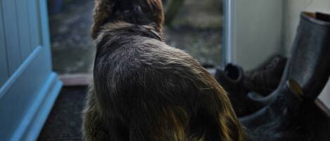 Un perro de pie en un umbral, mirando hacia el exterior.