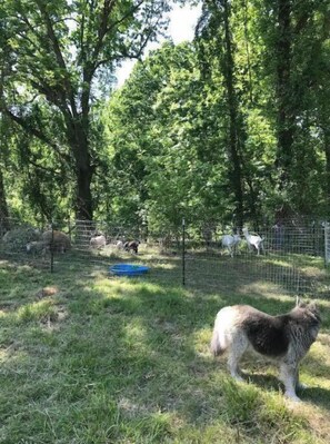Property grounds