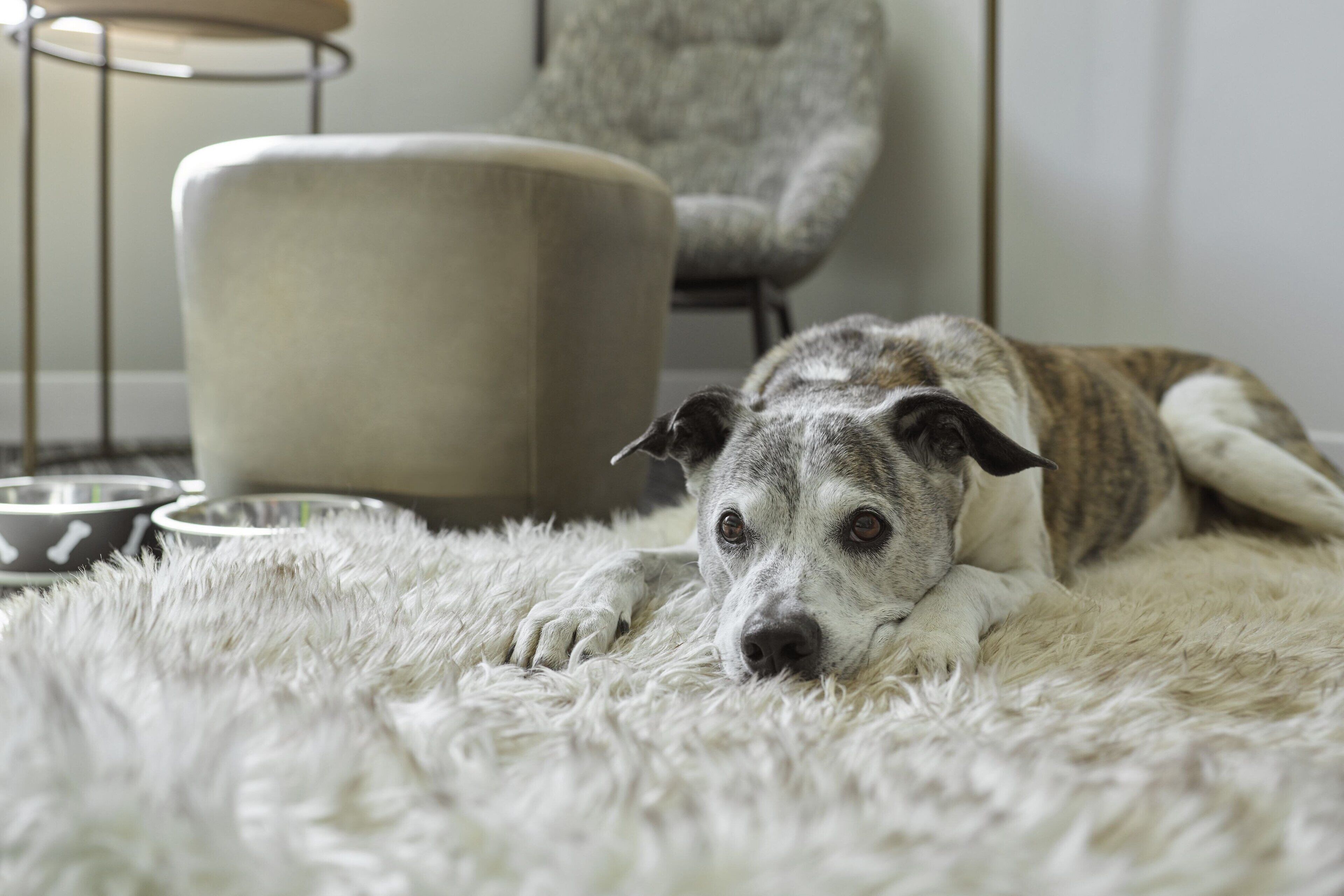 A dog lying on a fluffy rug in a room with a chair and a metal stand in the background.