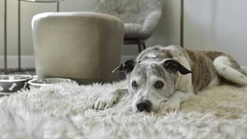 Un perro descansando sobre una alfombra mullida en una habitación con una silla y un soporte metálico al fondo.