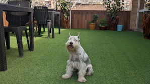 A dog sitting on artificial grass in an outdoor patio area with wicker furniture and potted plants. - Sumaq Wari Hotel (Ayacucho)