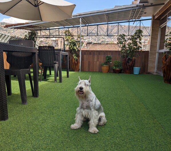 Um cão sentado numa relva sintética em um pátio externo com móveis de vime e plantas em vasos.