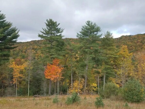 A forested landscape with a variety of trees, including some with autumn foliage. - Pine Ridge Manor • A+ Privacy • Pool • BBQ • Games (Franklin)