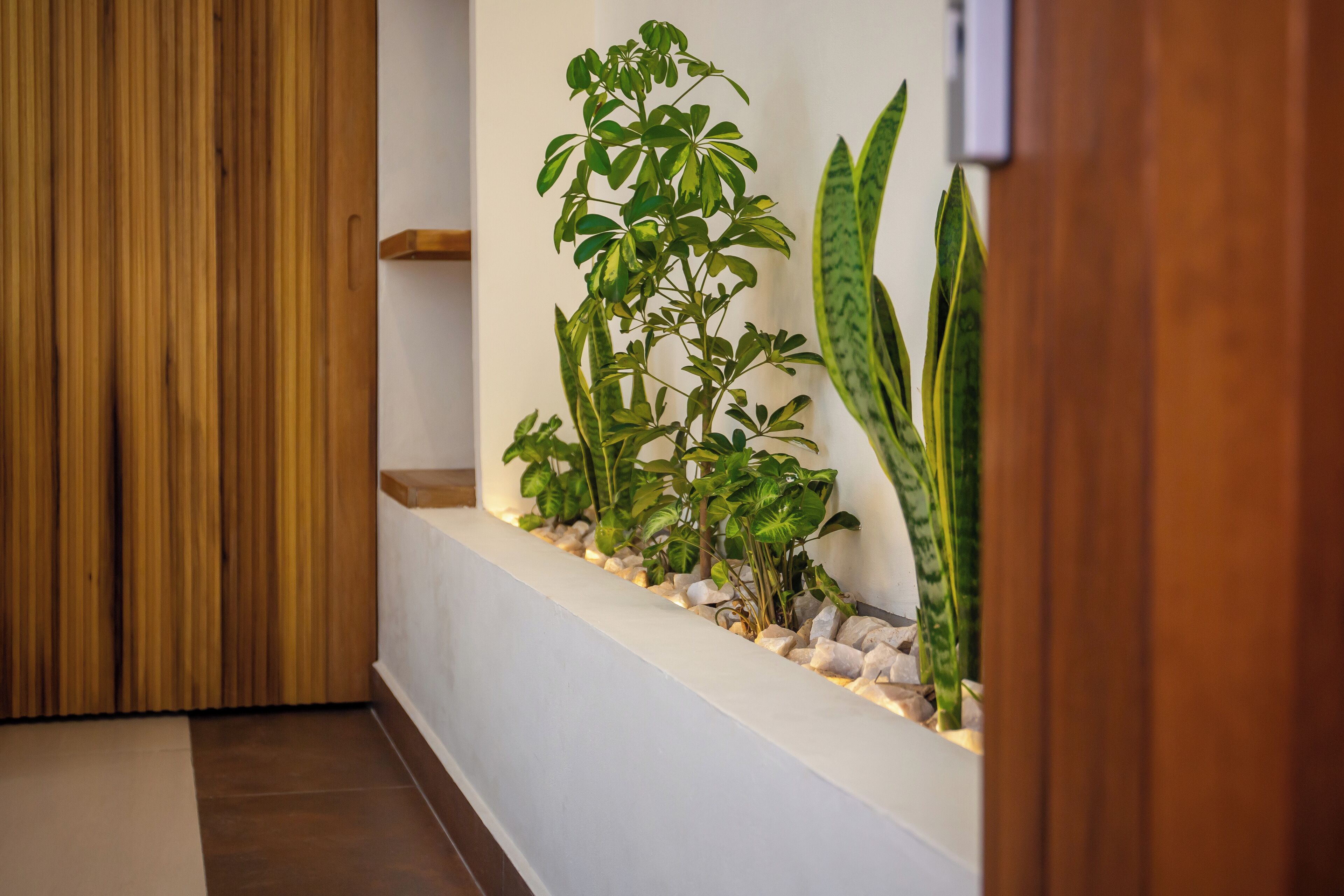 A hallway with a wooden floor, white walls, and a plant display with various green plants and a large snake plant.