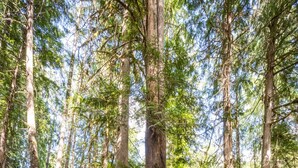 Une source d’eau chaude naturelle, entourée de grands arbres dans une forêt.