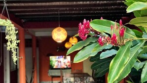 Une pièce avec un téléviseur, une plante suspendue et une table sur laquelle est posé un coussin violet.